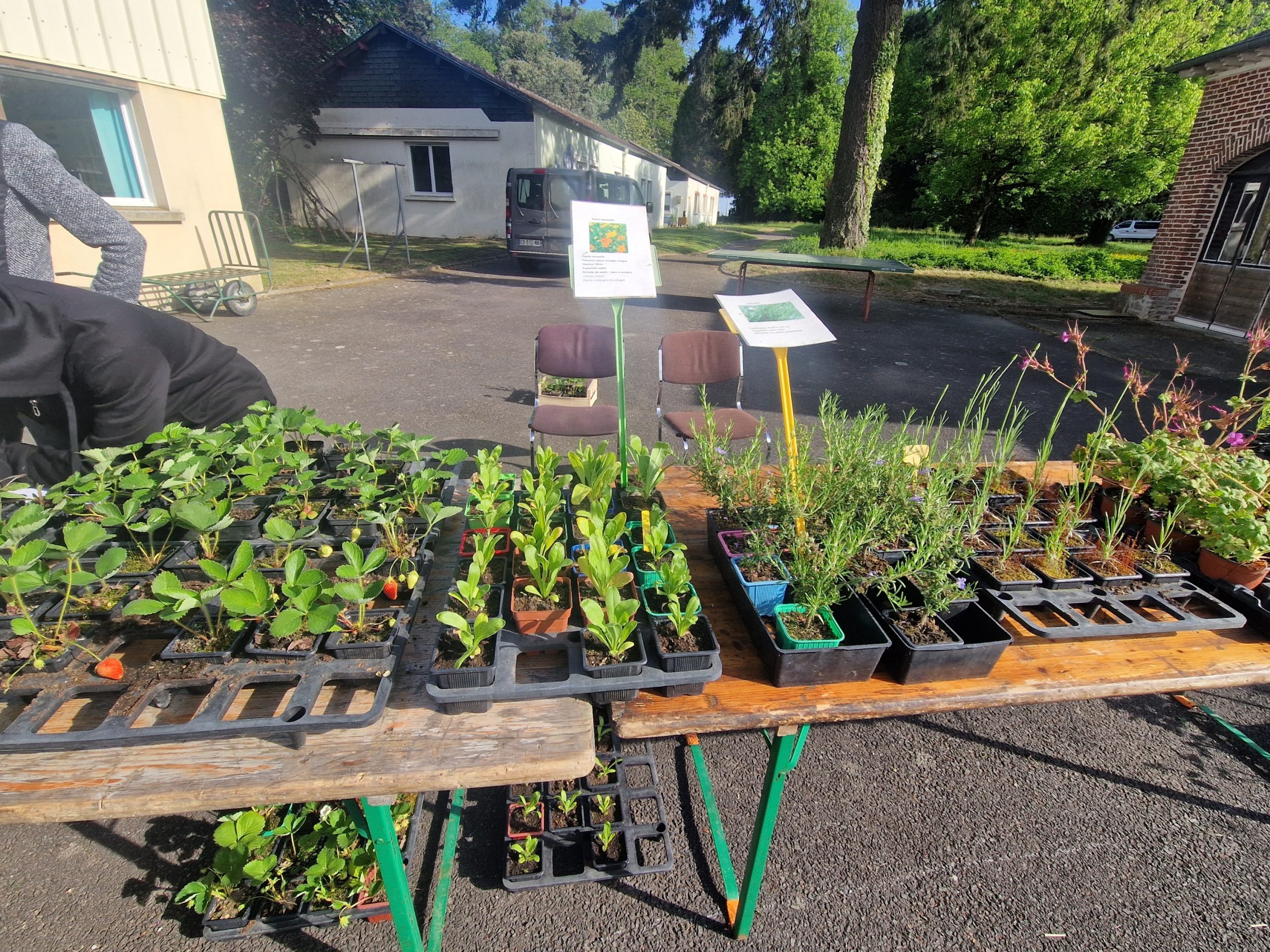 plantes aromatiques