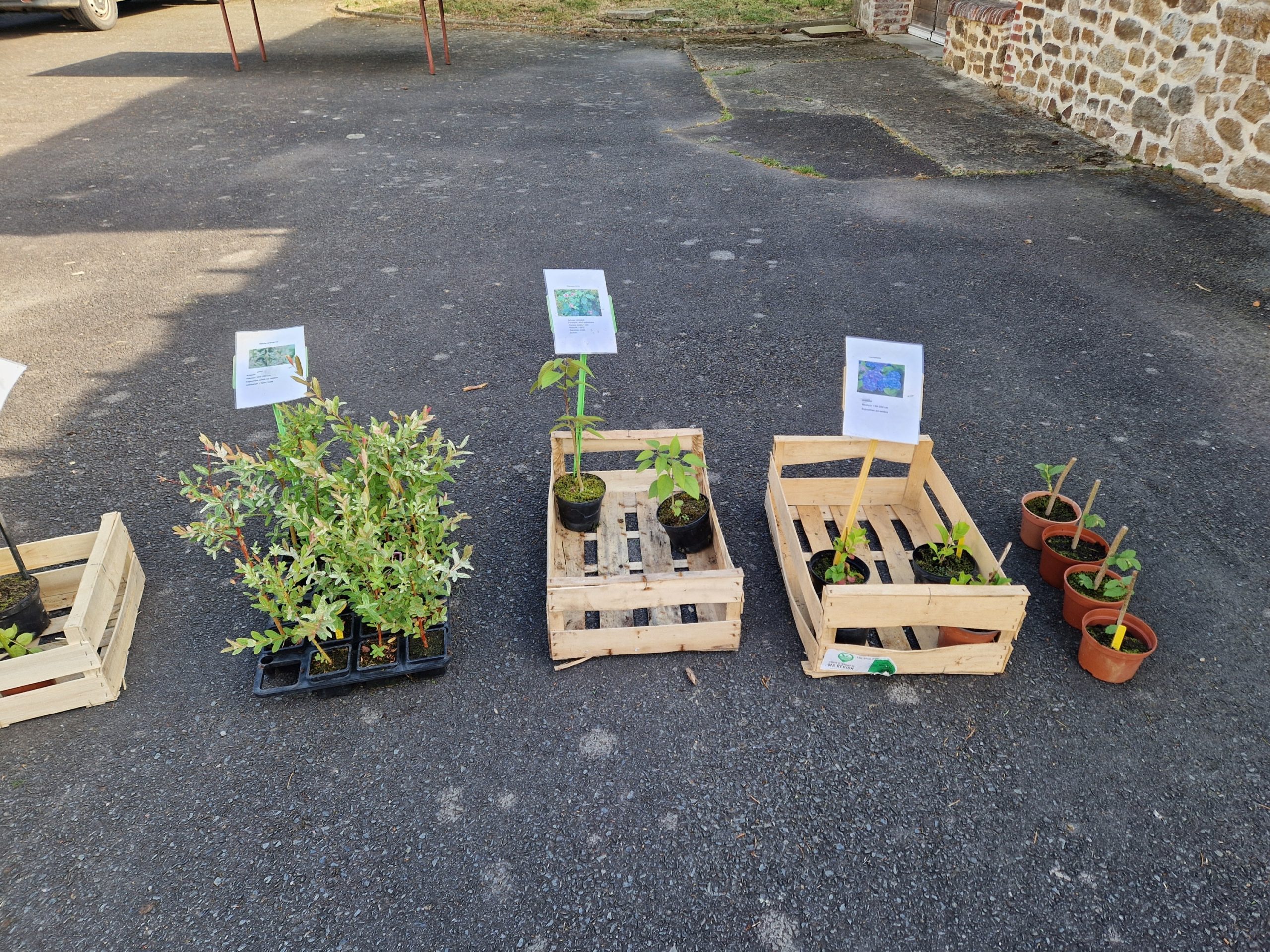 plantes et arbustes