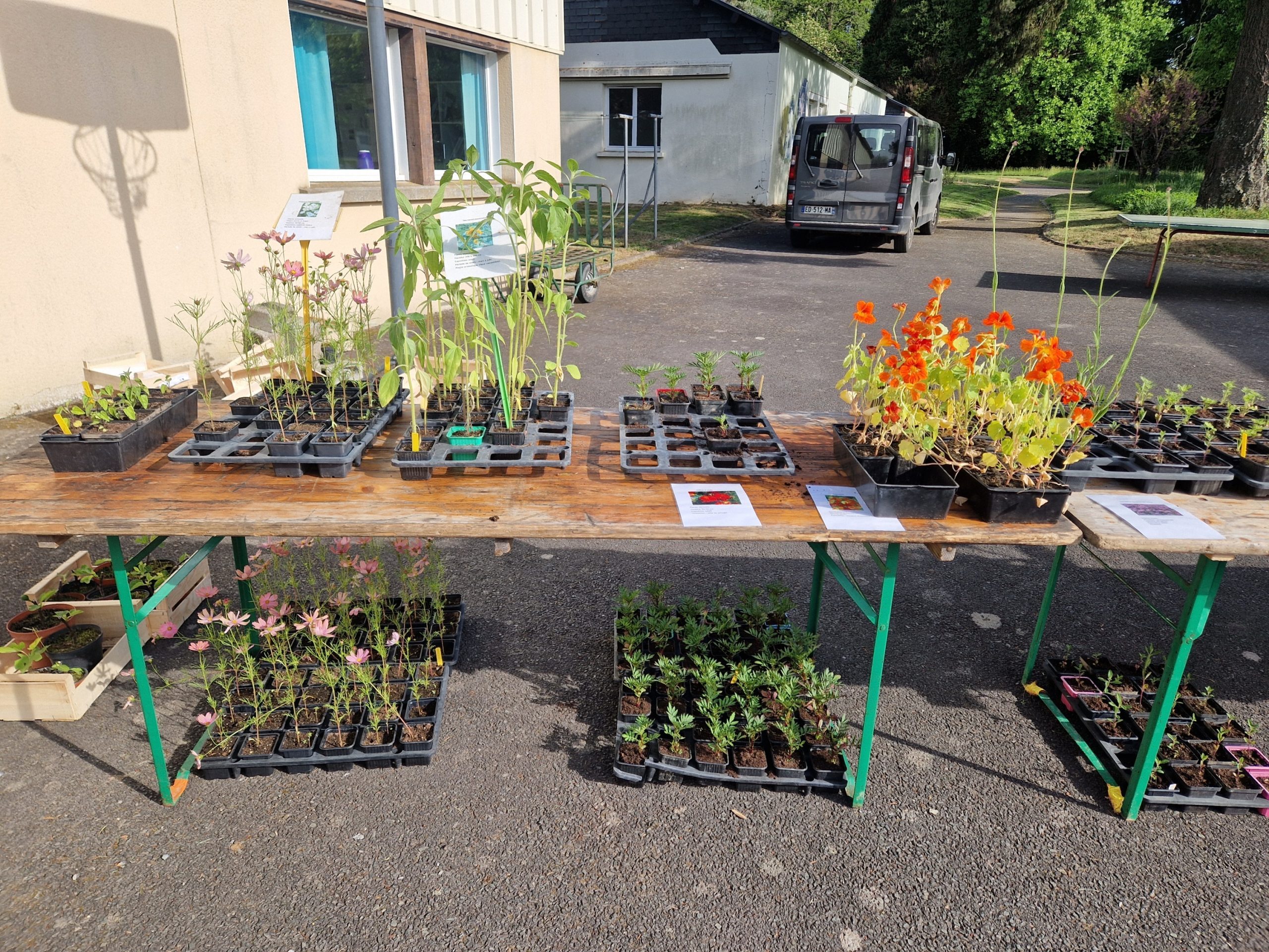 plantes jardin