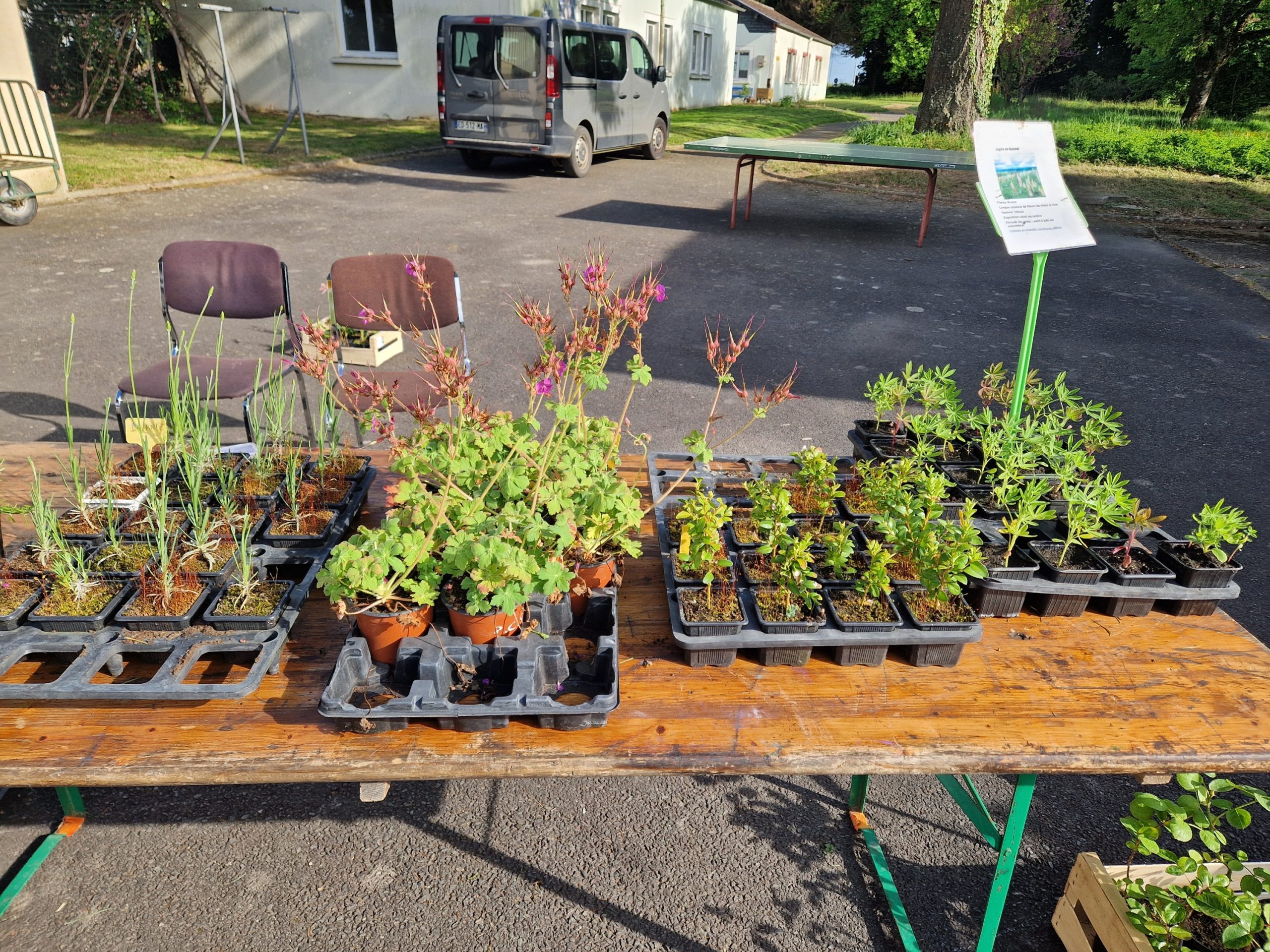 plantes