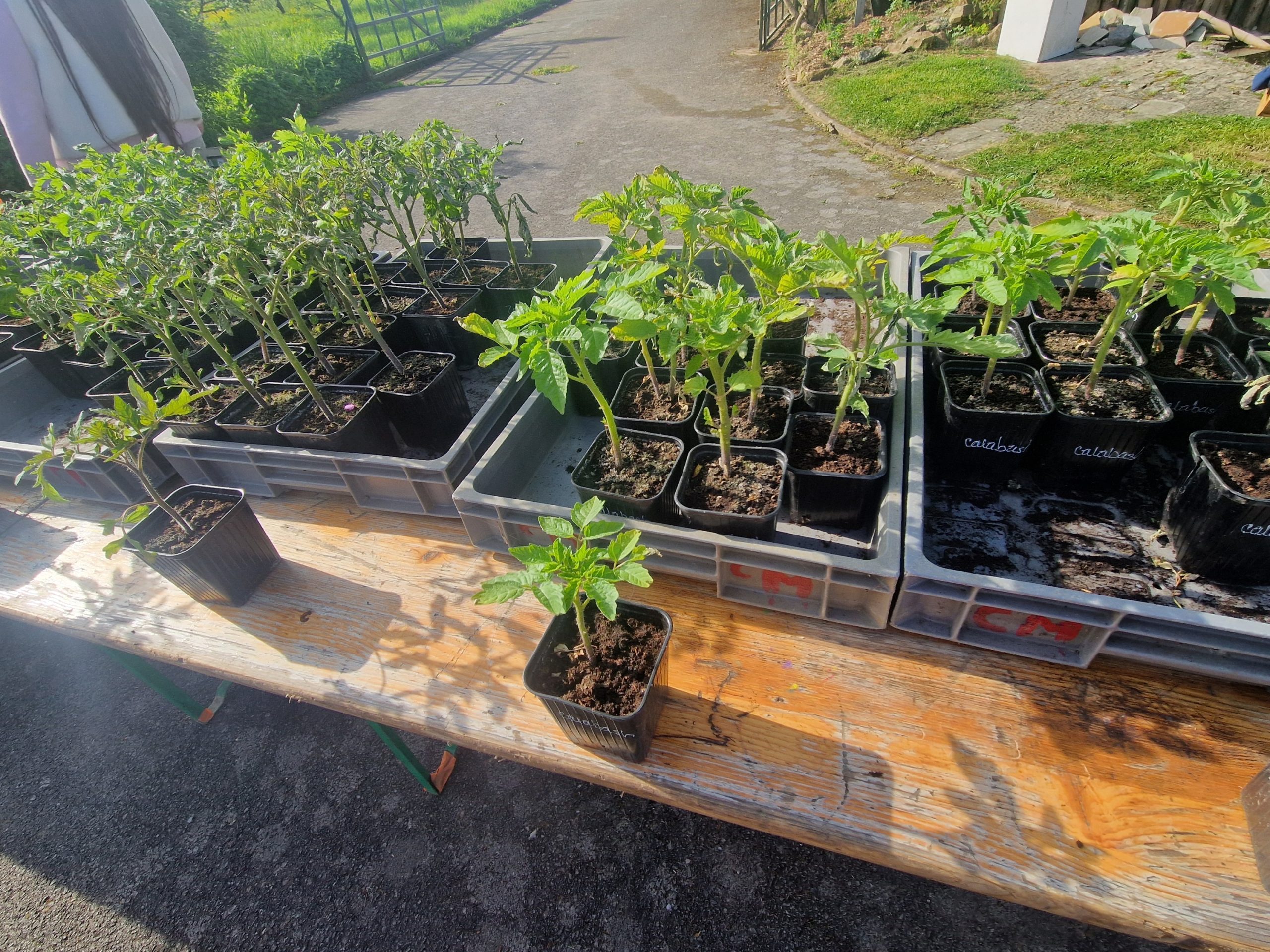 plants de tomates