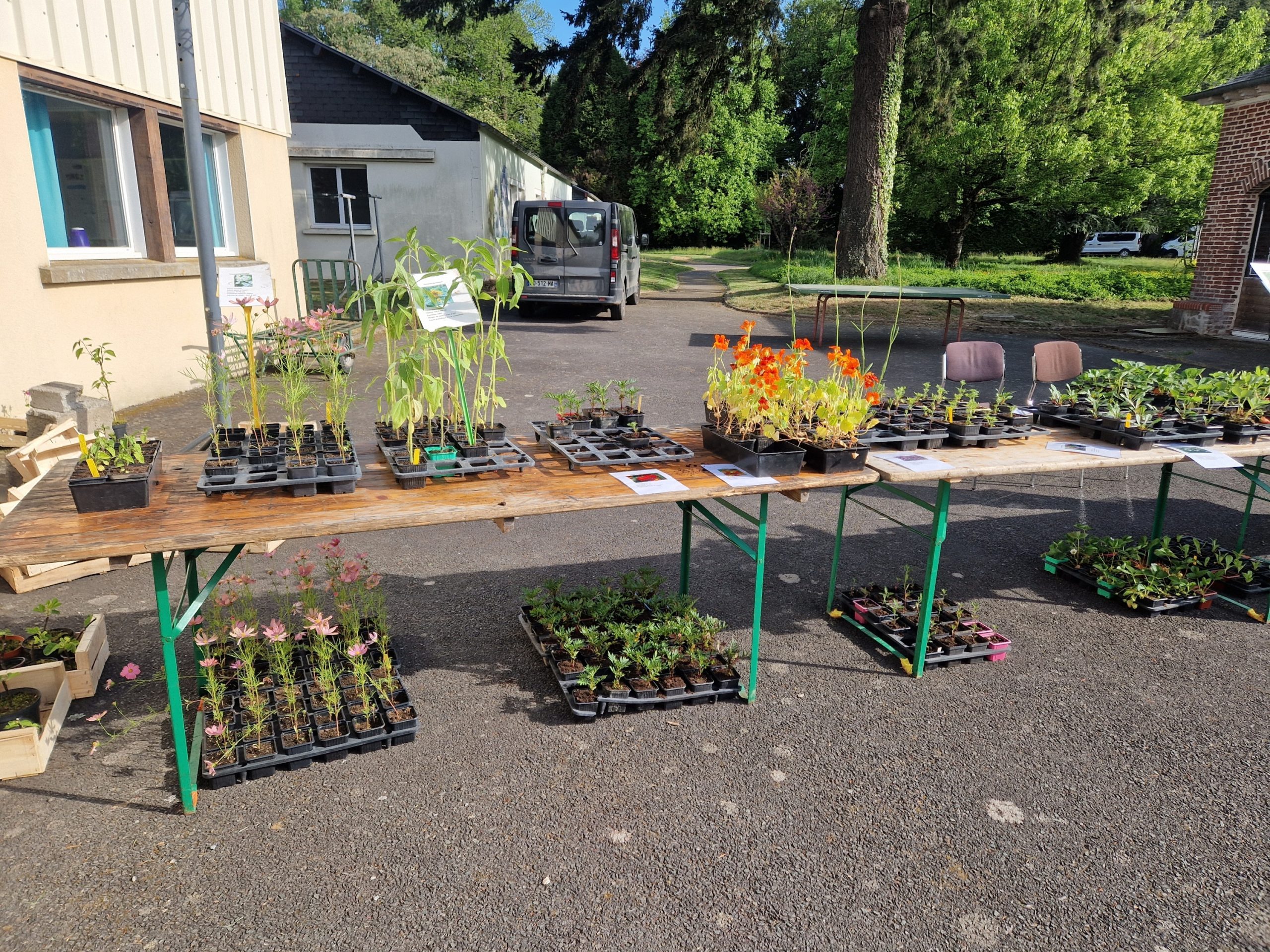 stand plantes