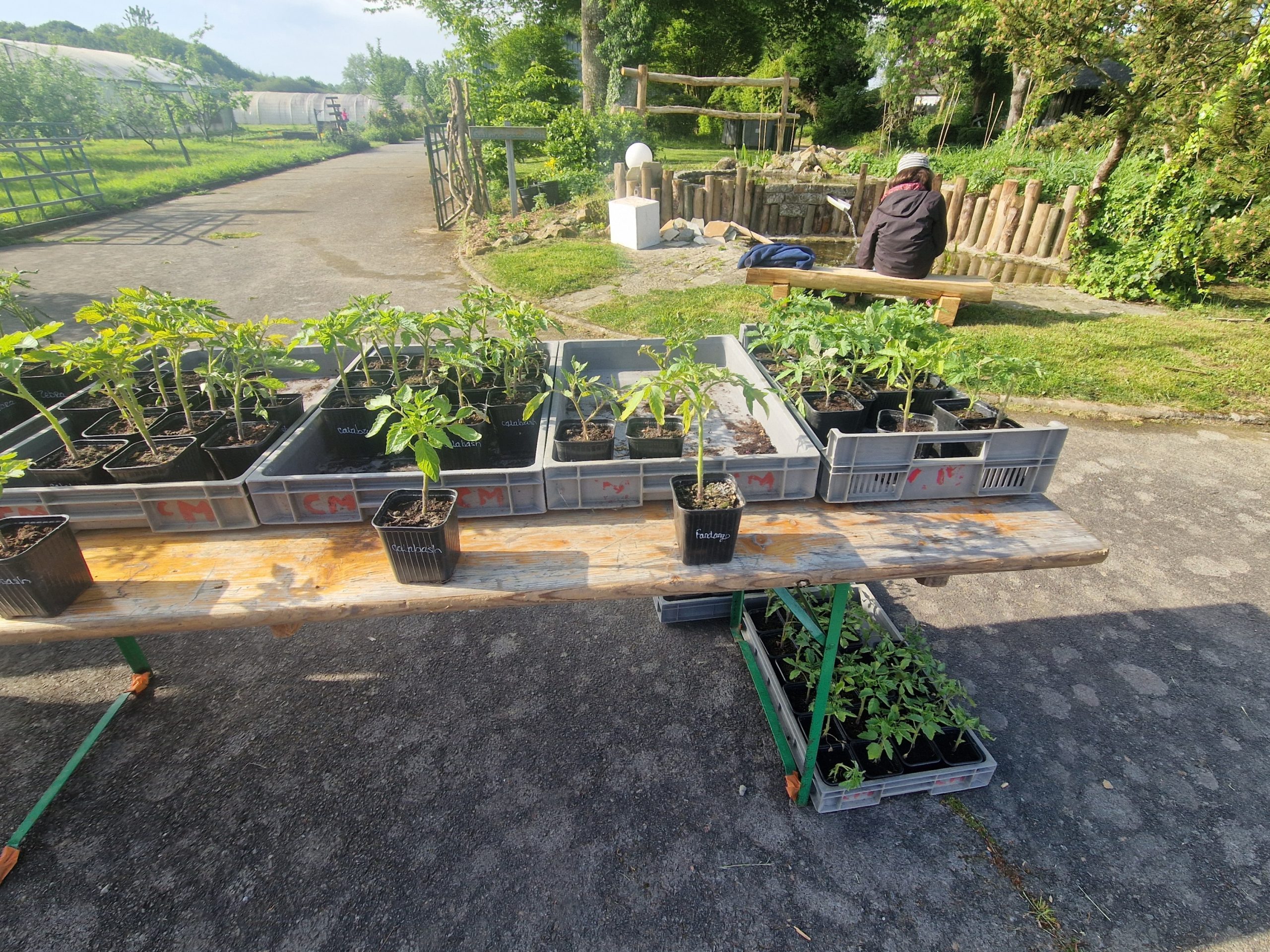 tomates