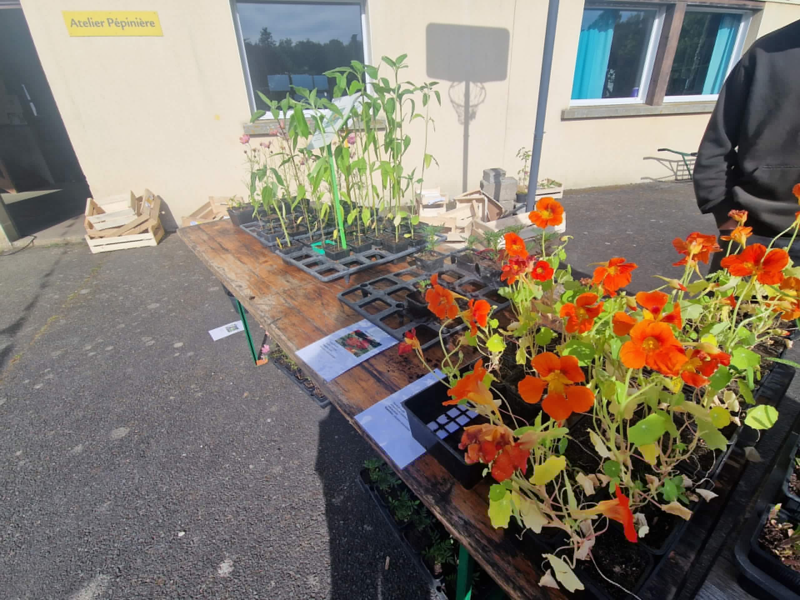tournesol capucines